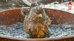 West Bengal Weather: উত্তরের এই জেলাগুলিতে বৃষ্টির পূর্বাভাস, দক্ষিণবঙ্গে প্রবল গরম; কবে ঢুকবে বর্ষা?