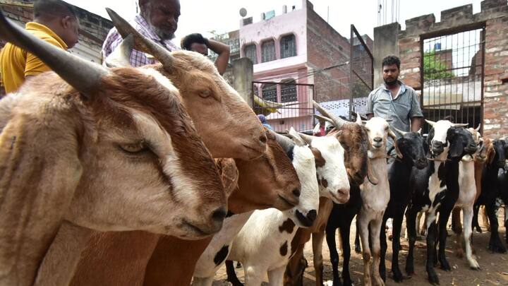 लेकिन क्या आपको पता है कि बकरीद पर कुर्बानी देने से पहले बकरे के दांत क्यों गिनते हैं. दरअसल ऐसा इसलिए माना जाता है क्योंकि कहते हैं कि सिर्फ एक साल के बकरे की ही बलि देनी चाहिए.