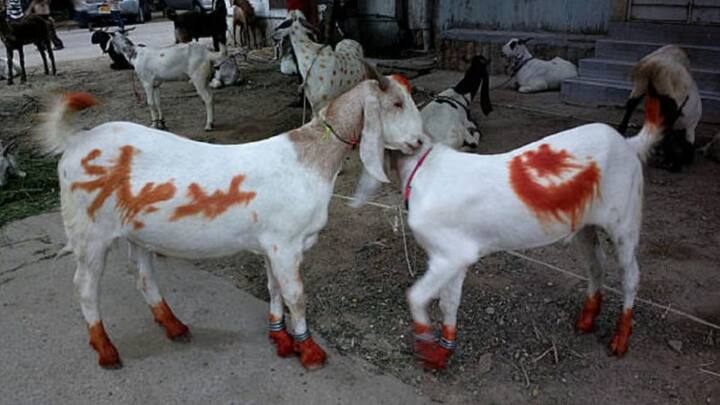 बकरीद पर नवजात और बुजुर्ग बकरे की कुर्बानी नहीं दी जाती है. इसीलिए कुर्बानी से पहले बकरे के दांत गिनना जरूरी होता है.