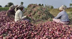 मोठी बातमी: मोदी सरकारच्या निर्णयामुळे कांदा उत्पादकांचं मोठं नुकसान होण्याची शक्यता, 10 टक्के निर्यात प्रोत्साहन अनुदान पुन्हा सुरु करण्याची मागणी