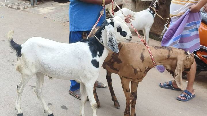 इसीलिए बकरे के दांत देखे जाते हैं और देखा जाता है कि उनमें से किसी के दो, चार या छह दांत होते हैं तो उसी की ही बलि दी जाती है.