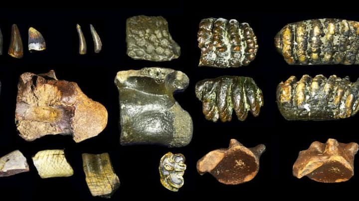 अंतरिक्ष की तरह समुद्र की गहराई भी रहस्यों से भरी हुई है. ऐसा ही एक रहस्य तब सामने आया जब इंडोनेशिया के जावा और मदुरा द्वीपों के बीच समुद्र की रेत निकालते समय हजारों साल पुराने जीवाश्म मिले.