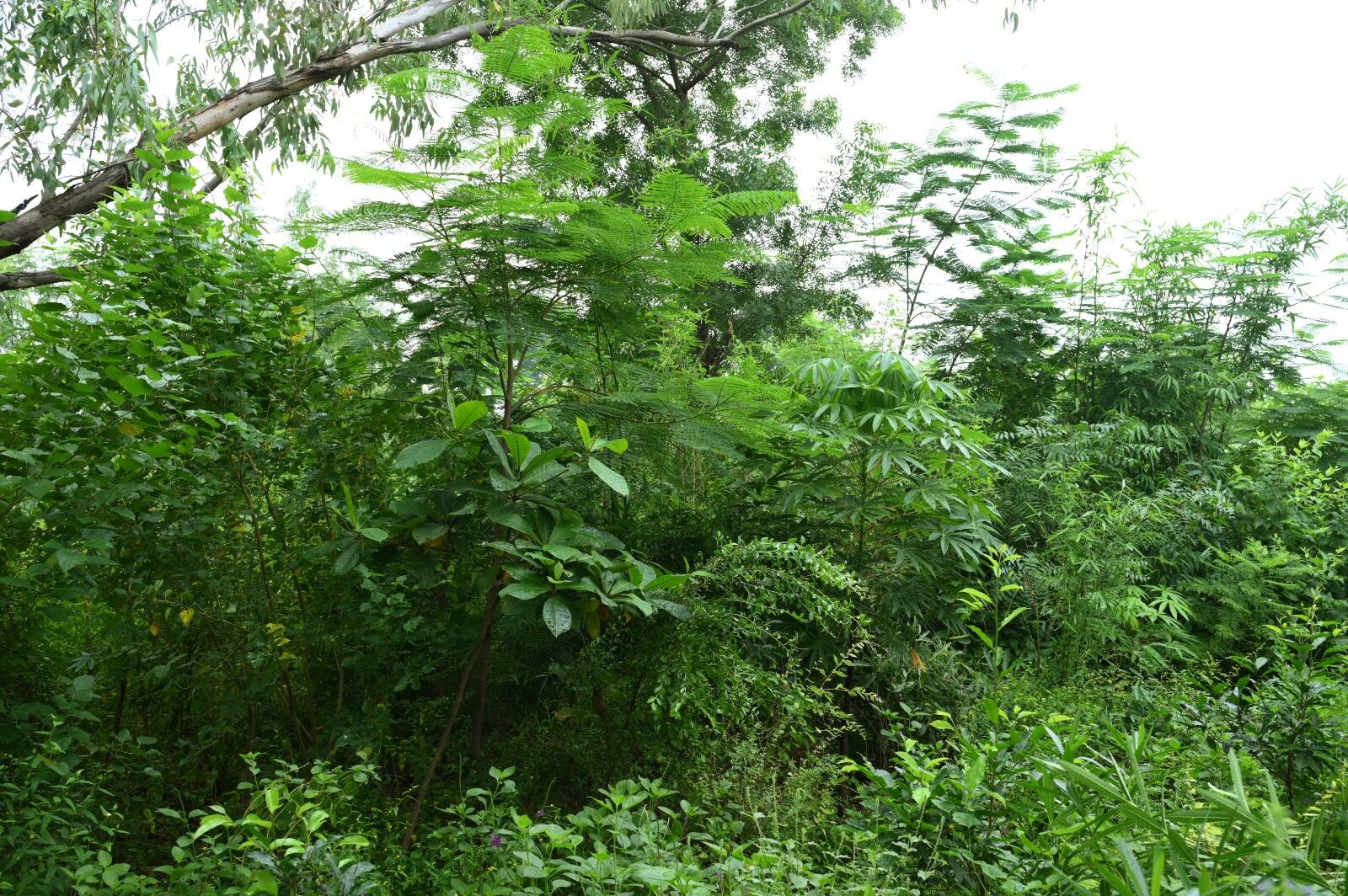 હવે હરિયાળું બનશે ગુજરાત, આ ખાસ જાપાની પદ્ધતિથી તૈયાર થશે ગાઢ જંગલ