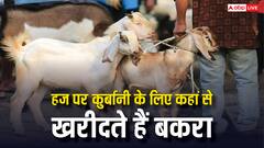 बकरीद के अलावा हज पर भी होती है कुर्बानी, जानें कहां से खरीदना होता है बकरा