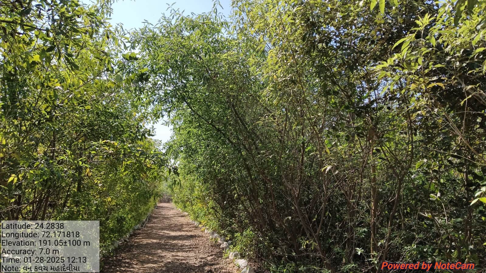 હવે હરિયાળું બનશે ગુજરાત, આ ખાસ જાપાની પદ્ધતિથી તૈયાર થશે ગાઢ જંગલ