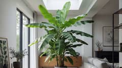 Vastu Tips For Tree:  ઘરના આંગણામાં આ વૃક્ષો વાવવાની ભૂલ ન કરશો, નહિતો દરિદ્રતાને નોતરશો