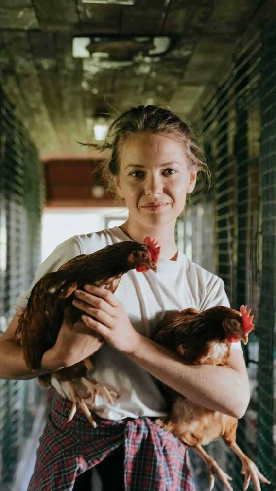 मुर्गी पालन के वक्त जरूर ध्यान रखें ये बातें