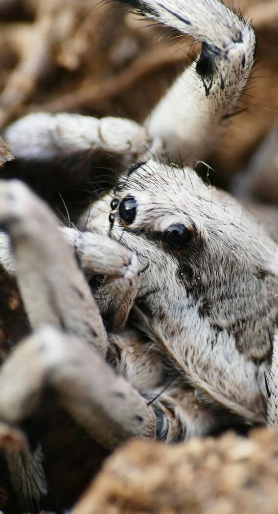 किस जगह पाई जाती है दुनिया की सबसे बड़ी मकड़ी?
