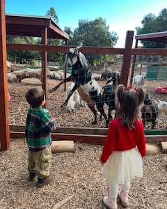 हिंदू मां-नास्तिक पापा, प्रीति जिंटा के बच्चे कौन सा धर्म करते हैं फॉलो?