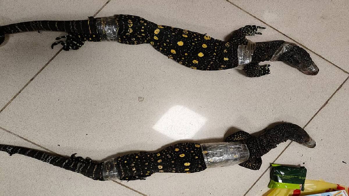 ரூ.10 கோடி மதிப்பு உயர்ரக கஞ்சா... திருச்சி விமான நிலையத்தில் சிக்கிச்சு: பயணியிடம் தீவிர விசாரணை