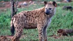 Mystery Animal Kills 6 In MP’s Barwani, Villagers Report Hyena Sighting