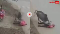सड़क पर मौत बनकर टूटा सांड! अधेड़ को सींग से उछाला फिर बुरी तरह घसीटा, कमजोर दिल वाले दूर रहें