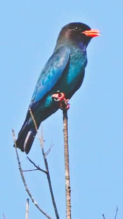 तिलारी खोऱ्यात आढळला दुर्मीळ काळा नीलपंख (ओरियन्टल डॉलरबर्ड)