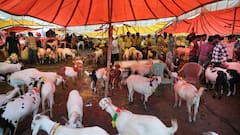 Ahead Of Bakrid, Hindu Organisation Makes This Appeal To Muslim Community In MP