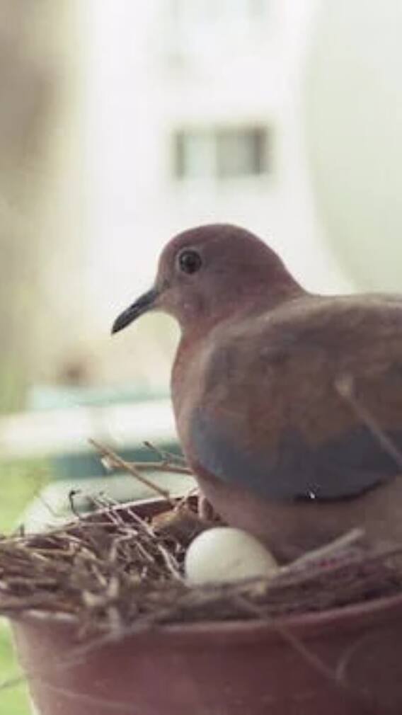 कबुतराचं घरात घरटं बांधणं शुभ की अशुभ?