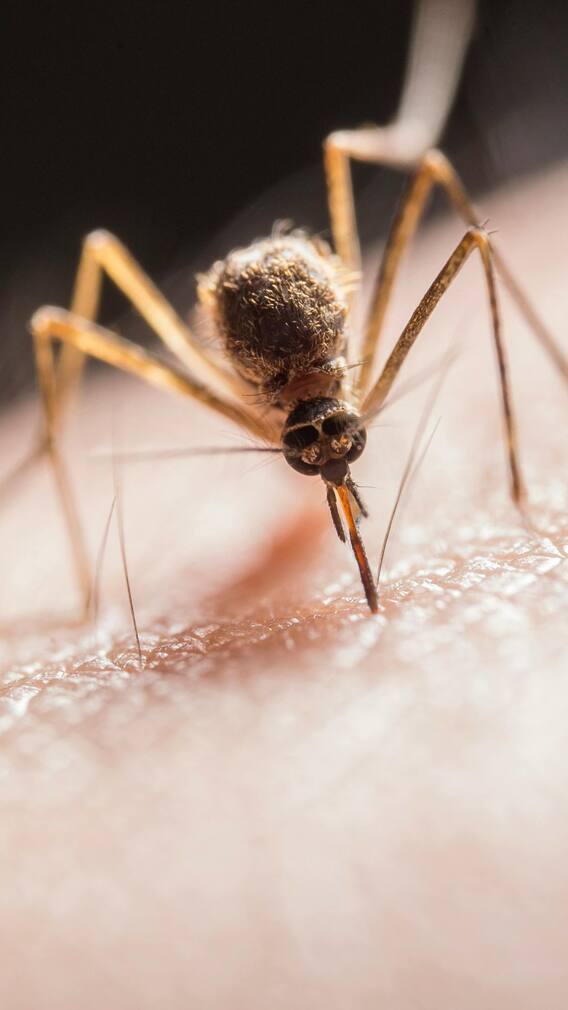 मच्छरों को क्यों पसंद होती है पसीने की बदबू?