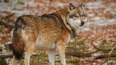 बहराइच में भेड़िये का आतंक, 12 साल के बच्चे पर किया हमला, अस्पताल में कराया भर्ती