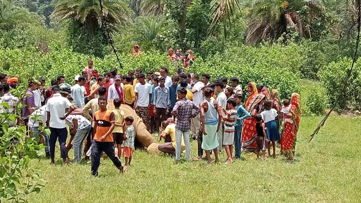 झारखंड के सरायकेला जिले में खेत में मृत पाया गया हाथी, ग्रामीणों ने वन विभाग पर लगाए गंभीर आरोप