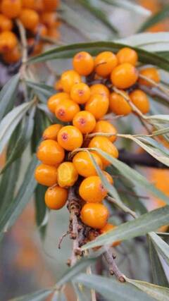 ఆరోగ్యానికి మేలు చేసే పండు.. దీని పేరేమిటో తెలుసా?