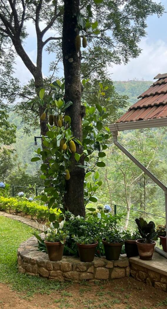 क्या घर में उगाया जा सकता है कटहल?