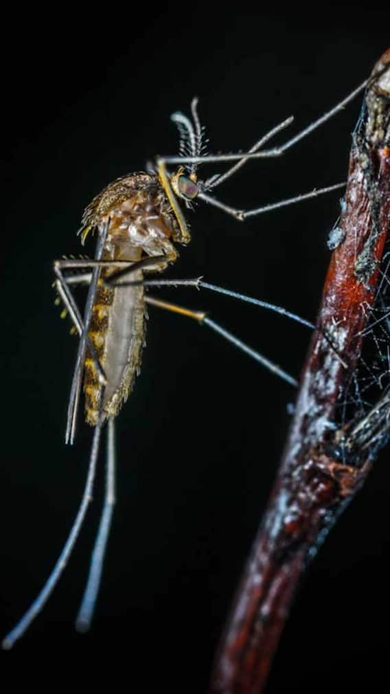 अंधेरा होते ही क्यों एक्टिव हो जाते हैं मच्छर?