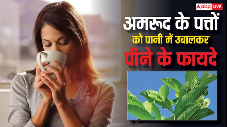 5 amazing benefits drinking guava leaves water how to consume रोजाना अमरूद के पत्तों को पानी में उबालकर पीने से मिलेंगे 5 जबरदस्त फायदे, जानिए सेवन का तरीका