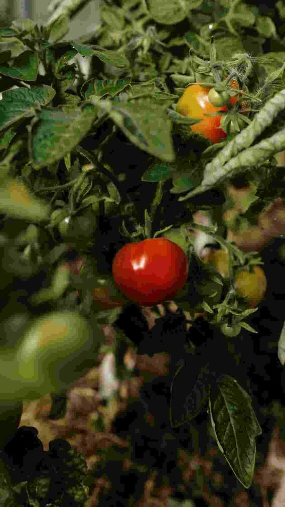 क्या टमाटर खाने से होती है पथरी?