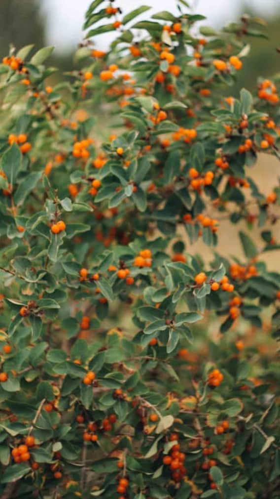 कितने रुपये में आता है सी बकथॉर्न?