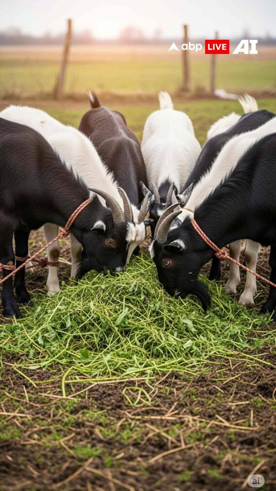 बकरीद पर कुर्बानी के नियम क्या है?