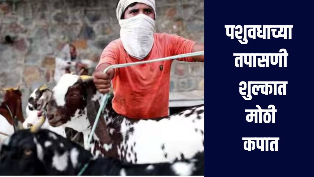 पशुवधाच्या तपासणी शुल्कात मोठी कपात, आमदार रईस शेख यांच्या पाठपुराव्याला यश, अजित पवारांच्या निर्णयाचे स्वागत animal inspection Major reduction in the fee of Rs 200 for animal inspection Deputy Chief Minister Ajit Pawar took the decision mal Rais Shaikh Eid in mumbai पशुवधाच्या तपासणी शुल्कात मोठी कपात, आमदार रईस शेख यांच्या पाठपुराव्याला यश, अजित पवारांच्या निर्णयाचे स्वागत