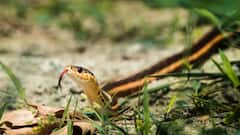 एक ऐसा खतरनाक गांव जहां साथ-साथ रहते हैं इंसान और कोबरा, हैरान कर देगी सच्चाई