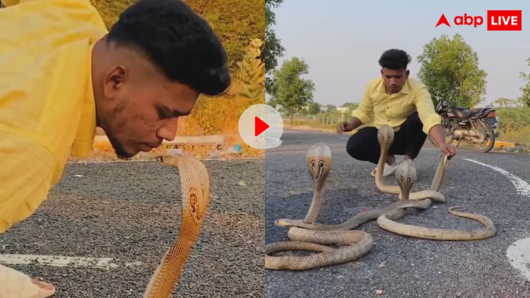 उसने KISS कर लिया तो मर जाएगा...कोबरा को किस कर रहा था शख्स, यूजर्स ने दे डाली सलाह, वायरल हो रहा वीडियो Person was seen kissing dangerous and poisonous cobra users gave such reactions video goes viral उसने KISS कर लिया तो मर जाएगा...कोबरा को किस कर रहा था शख्स, यूजर्स ने दे डाली सलाह, वायरल हो रहा वीडियो