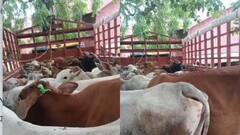 झारखंड: सरायकेला में 34 पशुओं के साथ तीन तस्कर गिरफ्तार, बकरीद से पहले गुप्त सूचना के आधार पर कार्रवाई