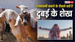 राजस्थान के बकरों को लाखों में क्यों खरीद रहे दुबई के शेख, आखिर इनमें क्या है इतना खास?