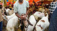 बकरीद 2025: दिल्ली में आसमान पर बकरों के दाम, सबसे महंगा 16 लाख का, वजह जान रह जाएंगे दंग