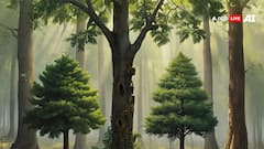 World Environment Day 2025: पृथ्वी के रक्षक और इंसानों के खास दोस्त हैं पीपल समेत ये 5 पेड़