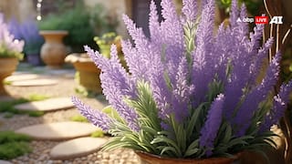 Home Tips: घर को कैसे रखें कीटमुक्त? ये पौधे मच्छर और मक्खियों को रखेंगे दूर