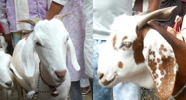 Bakrid 2025 Desi goats of Totapuri, Kalpi and Sirohi breed Check price of Badshah and Sultan Goat ANN बाजार में बिक रहे तोतापरी, कालपी और सिरोही नस्ल के देसी बकरे, जानें बादशाह और सुल्‍तान की कीमत