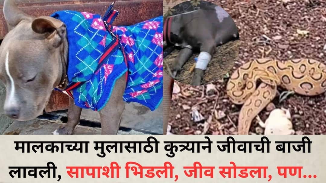 dog sacrificed his life to save owners son snake bite it many times but it kept fighting till last breath meerut Dog VS Snake: इमानदारी! मालकाच्या मुलासाठी कुत्र्याने जीवाची बाजी लावली, सापाला भिडला, जीव सोडला, पण सापाला मुलाकडे फिरकू दिलं नाही!