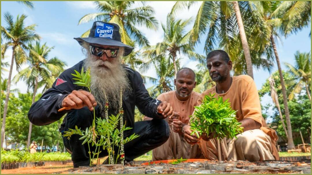 Cauvery Calling: 1.36 கோடி மரக்கன்றுகள் நட்டு காவேரி கூக்குரல் இயக்கம் சாதனை! தமிழ்நாட்டில் 1.21 கோடி இலக்கு Isha's Cauvery Calling Creates Record by Planting 1 Crore 36 Lakh Saplings Sets Target to Plant 1 Crore 21 Lakh in TamilNadu Cauvery Calling: 1.36 கோடி மரக்கன்றுகள் நட்டு காவேரி கூக்குரல் இயக்கம் சாதனை! தமிழ்நாட்டில் 1.21 கோடி இலக்கு