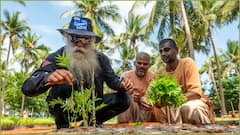 Cauvery Calling: 1.36 கோடி மரக்கன்றுகள் நட்டு காவேரி கூக்குரல் இயக்கம் சாதனை! தமிழ்நாட்டில் 1.21 கோடி இலக்கு