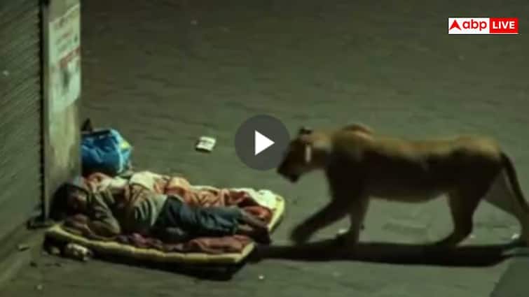 Lion Roams Street Sniffs Sleeping Boy and Walks Away Viral Video Sparks AI Debate सो रहे शख्स के पास से गुजर गई मौत, वीडियो देख दहल गया यूजर्स का दिल
