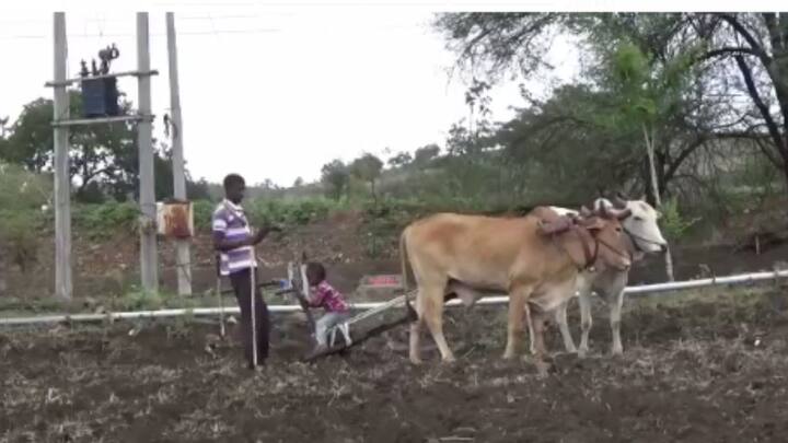 मागील तीन वर्षापासून सातत्याने शेतीच्या पिकांना फटका बसतोय कधी जास्त पाऊस तर कधी पाऊस वेळेत पडत नाही यामुळे शेतकरी पुरते हैराण झाले आहेत.
