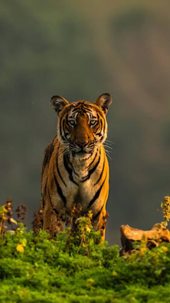 शेर, जंगल और हरियाली, महाराष्ट्र के 10 नेशनल पार्क्स की अनकही बातें