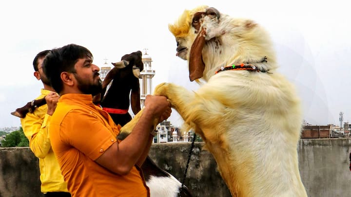 Nagpur: A man holds a goat from its hooves to show its height at a livestock market on the eve of Eid-ul-Adha festival (Image Source: PTI)
