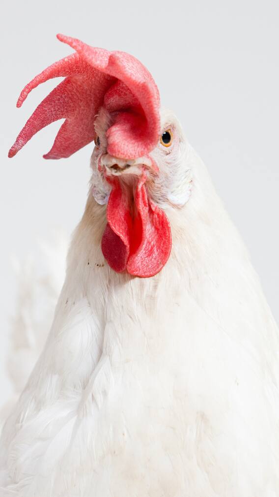 9 Creatures That Can Survive Without Their Heads For Days