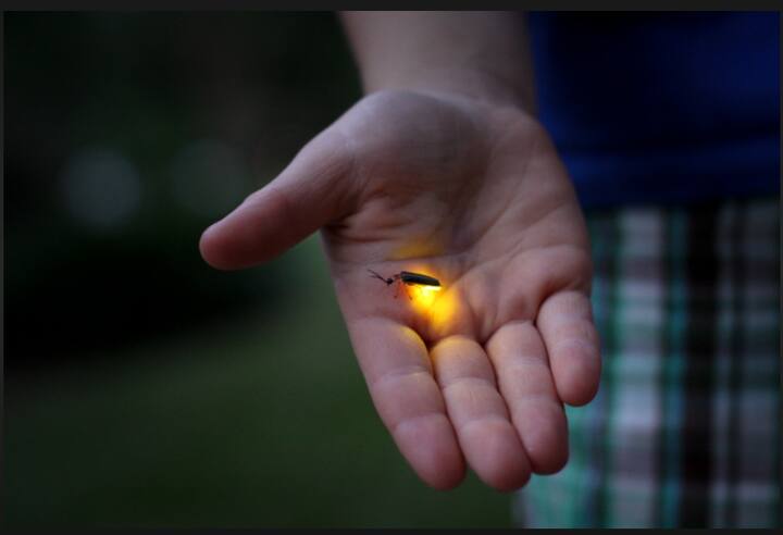 पूर्व मान्सून अवकाळी आणि आता मान्सूनमुळे यंदा अहमदनगर जिल्ह्यातील भंडारदरा परिसरात काजव्यांचा विलक्षण दृश्य अजूनही घडलेलं नाही.