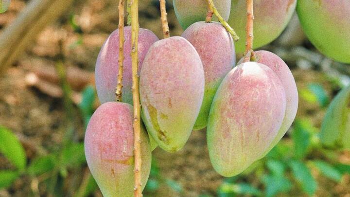 दशहरी आम को इसकी मिठास के लिए जाना जाता है. उत्तर भारत में इसे बहुत ज्यादा पसंद किया जाता है. अल्फांसो और केसर आम भी बेहतरीन होते हैं. साल 2021-22 में भारत ने करीब 39 देशों को ताजा आम भेजे थे.