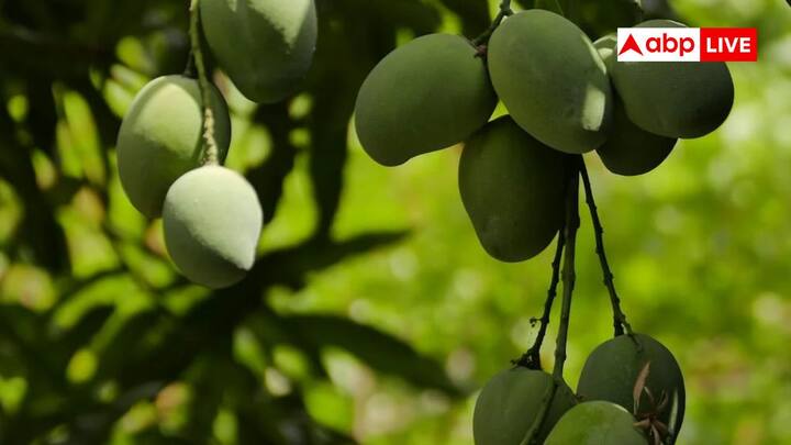 Importers Of Indian Mango: भारत में तो आम का सीजन आते ही लोग इस पर टूट पड़ते हैं और तब तक खाते हैं, जब तक सीजन चला नहीं जाता. सिर्फ भारतीय ही नहीं बल्कि विदेशी भी आम के बहुत दीवाने हैं.