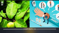 ਸ਼ੂਗਰ ਨੂੰ ਕੰਟਰੋਲ ਕਰਨਾ ਤੋਂ ਲੈ ਕੇ ਪਾਚਨ ਪ੍ਰਣਾਲੀ ਨੂੰ ਮਜ਼ਬੂਤ ਕਰਨ ਲਈ ਲਾਹੇਵੰਦ ਅਮਰੂਦ ਦੇ ਪੱਤੇ, ਇੰਝ ਲਿਆਓ ਵਰਤੋਂ 'ਚ